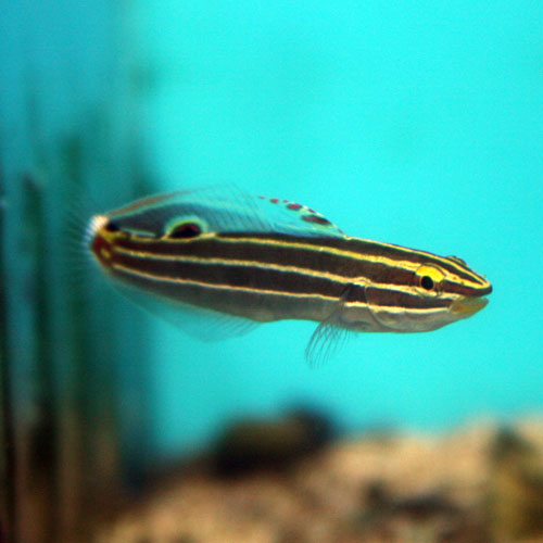 Sıradışı Bir Balık ,Hoese's Goby
