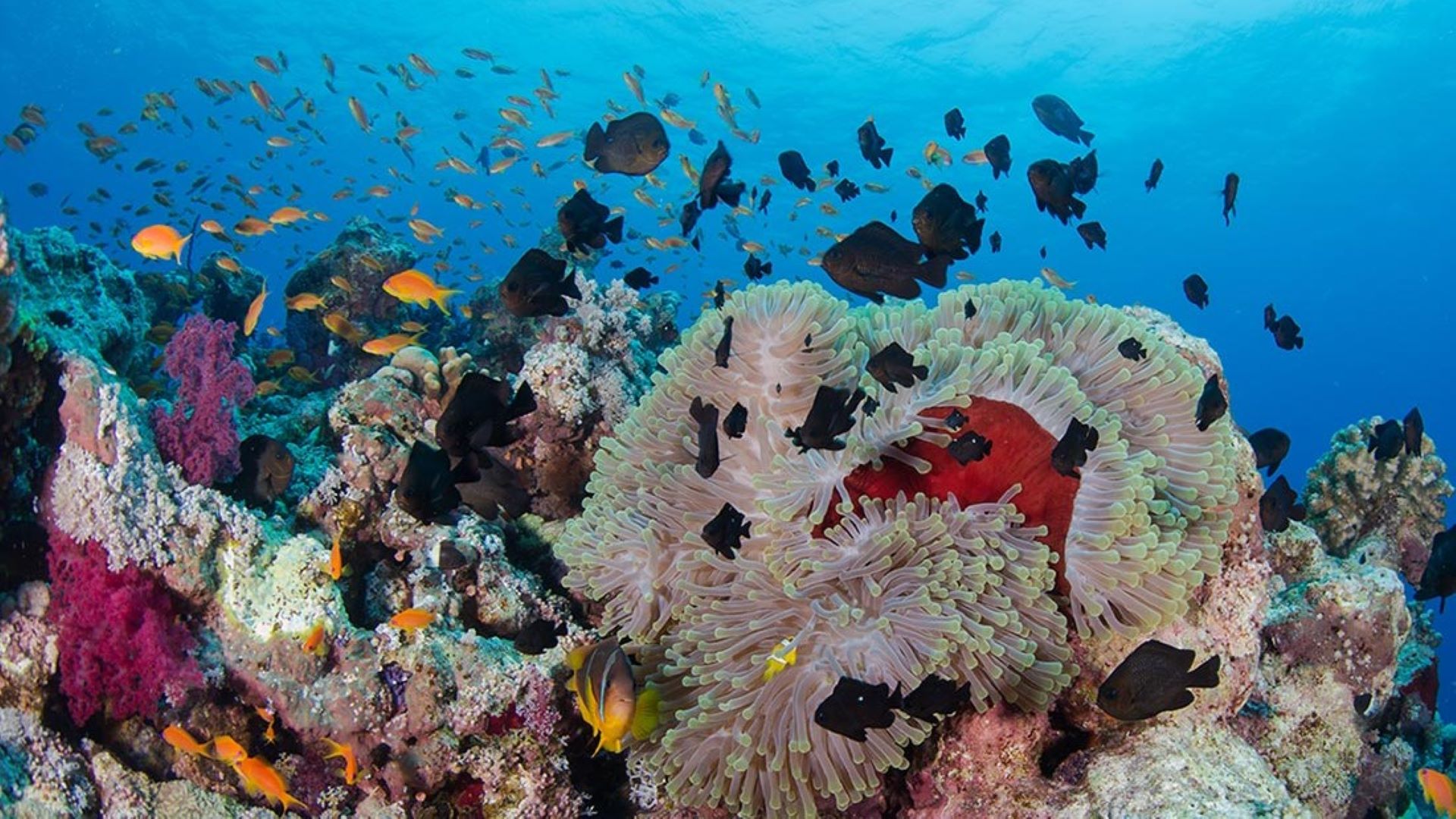 Dünya Okyanuslar Günü'nde Suudi Arabistan Sürdürülebilir Deniz Turizmini Hedefliyor.